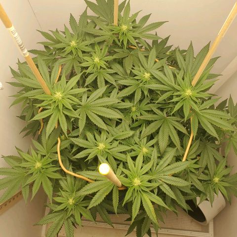 Rose growlog timeline photo