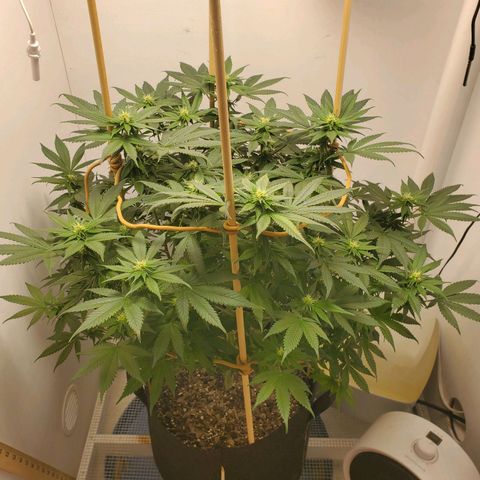 Rose growlog timeline photo