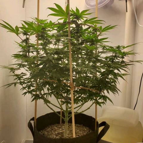 Rose growlog timeline photo