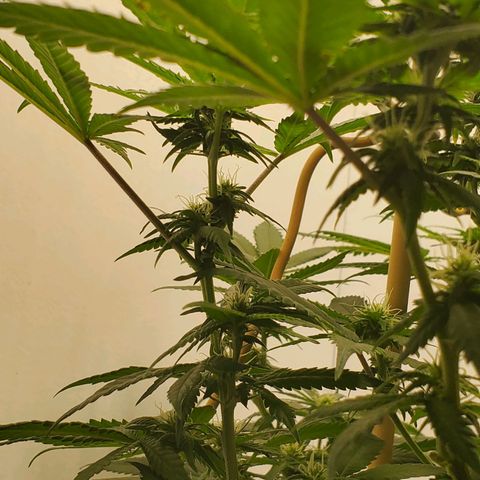 Rose growlog timeline photo
