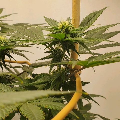 Rose growlog timeline photo