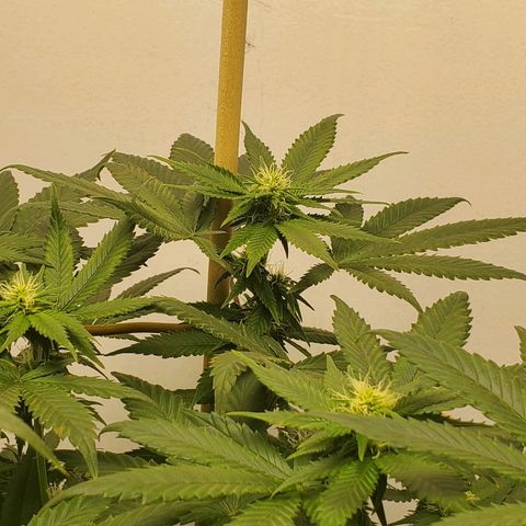 Rose growlog timeline photo