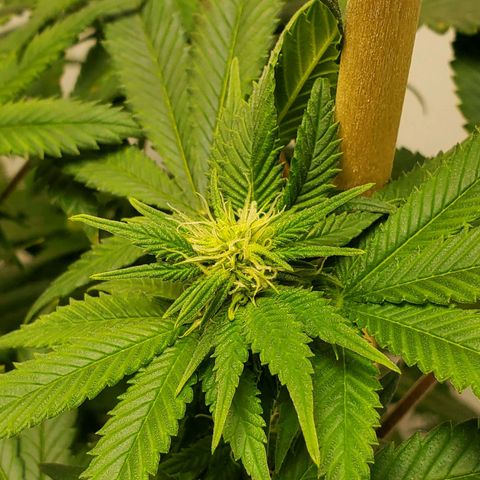 Rose growlog timeline photo
