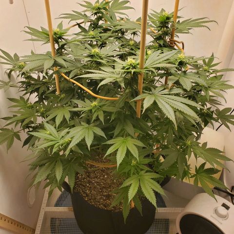 Rose growlog photo: 2:00 PM