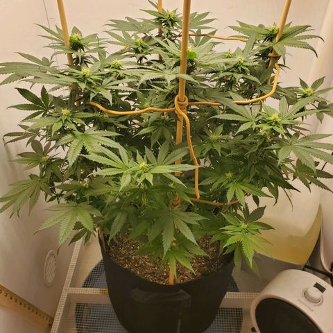Rose growlog photo: 2:00 PM