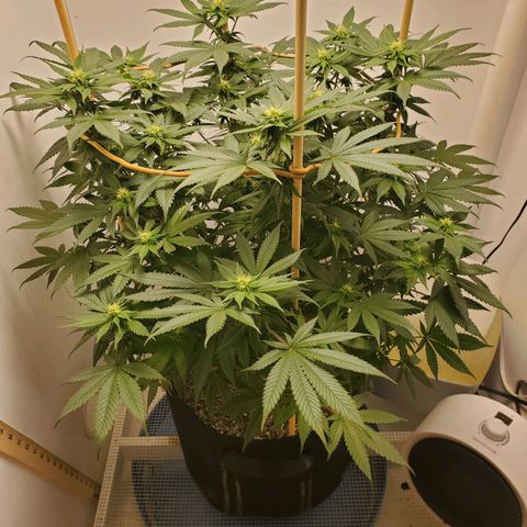Rose growlog photo: 2:00 PM