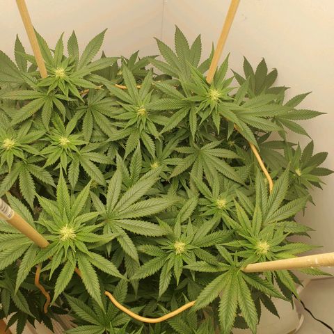 Rose growlog photo: 2:00 PM