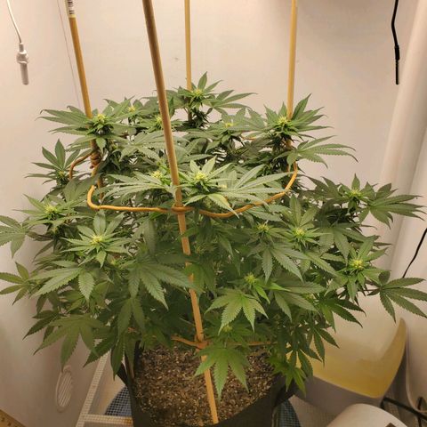 Rose growlog photo: 2:00 PM