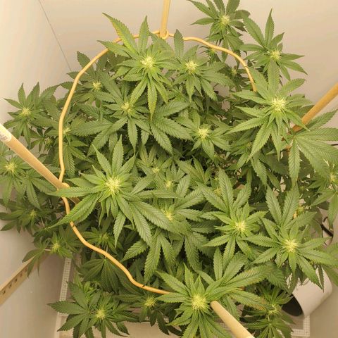 Rose growlog photo: 3:00 PM
