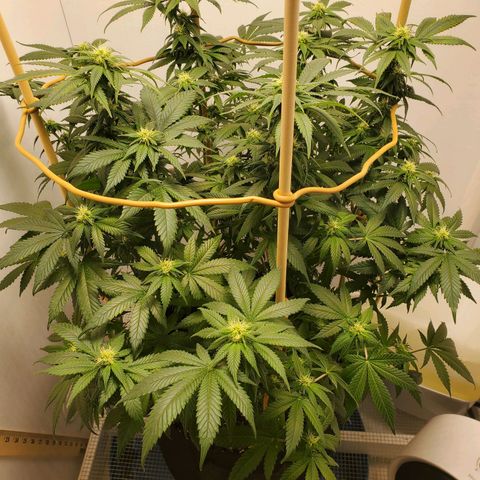 Rose growlog photo: 3:00 PM