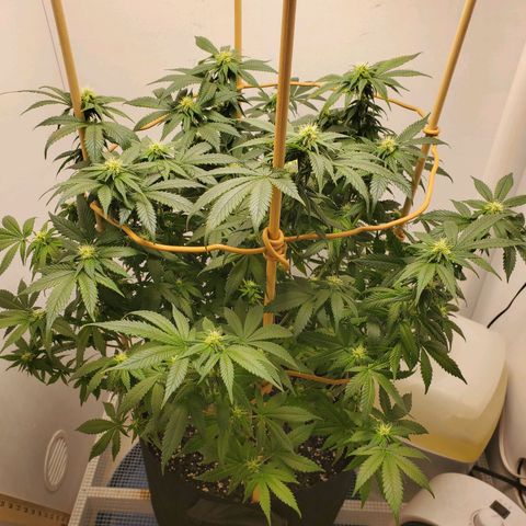 Rose growlog photo: 3:00 PM