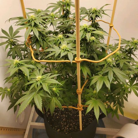 Rose growlog photo: 3:00 PM