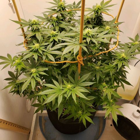Rose growlog photo: 5:45 PM