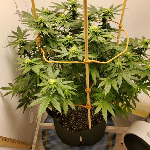 Rose growlog photo: 5:45 PM
