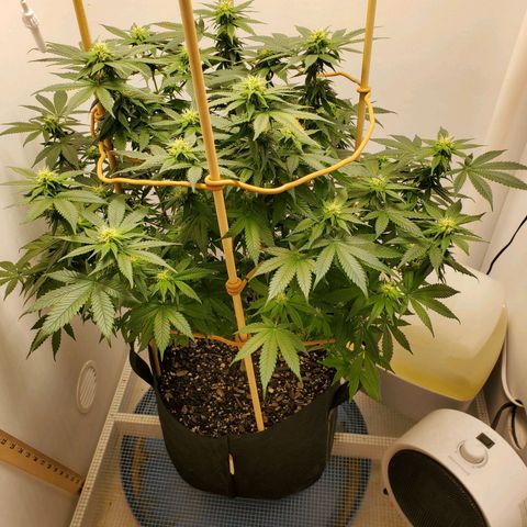 Rose growlog photo: 7:30 AM