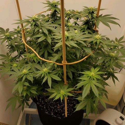 Rose growlog photo: 7:30 AM