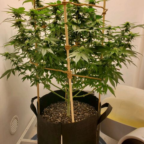 Rose growlog photo: 7:30 AM