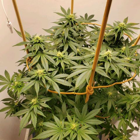 Rose growlog photo: 6:30 PM after water and nutes