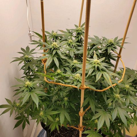Rose growlog photo: 6:30 PM after water and nutes