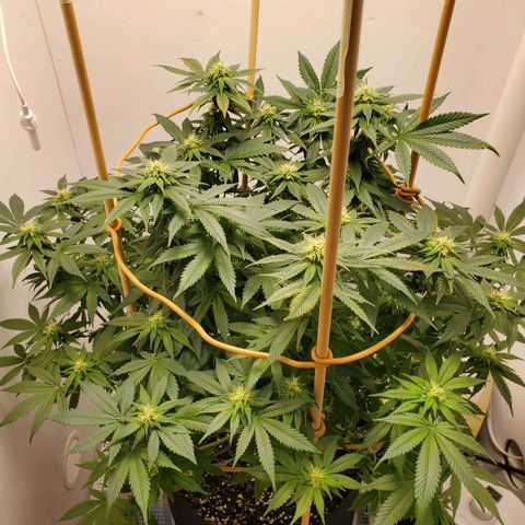 Rose growlog photo: 6:30 PM after water and nutes