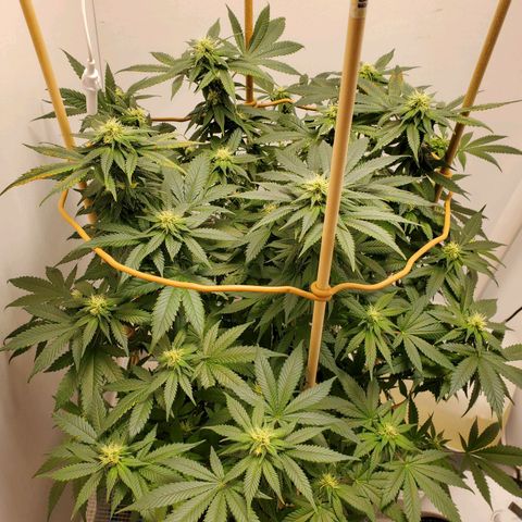Rose growlog photo: 6:30 PM after water and nutes