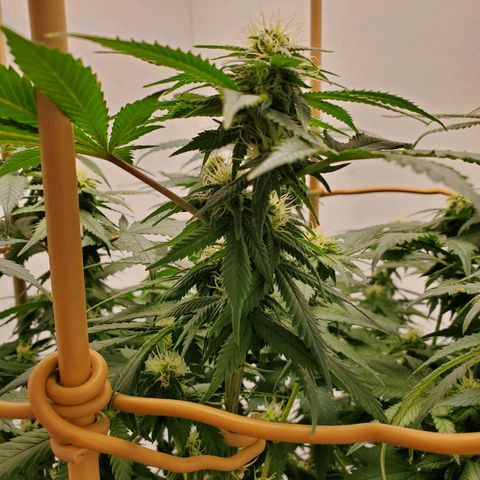 Rose growlog photo: 6:30 PM after water and nutes