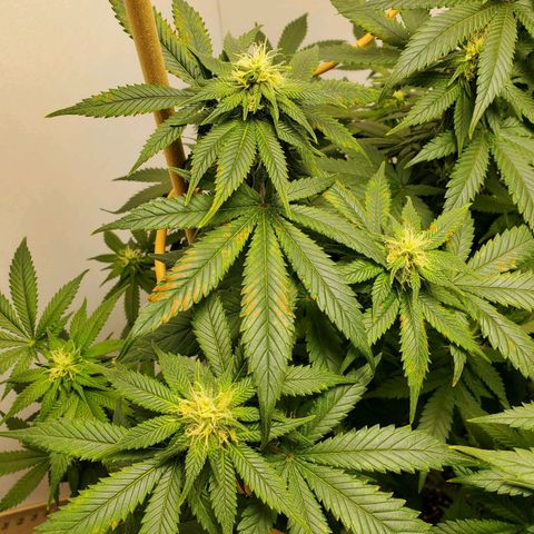 Rose growlog photo: 6:30 PM after water and nutes