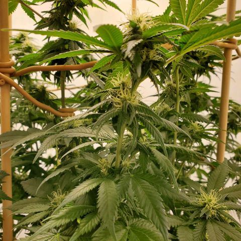 Rose growlog photo: 6:30 PM after water and nutes