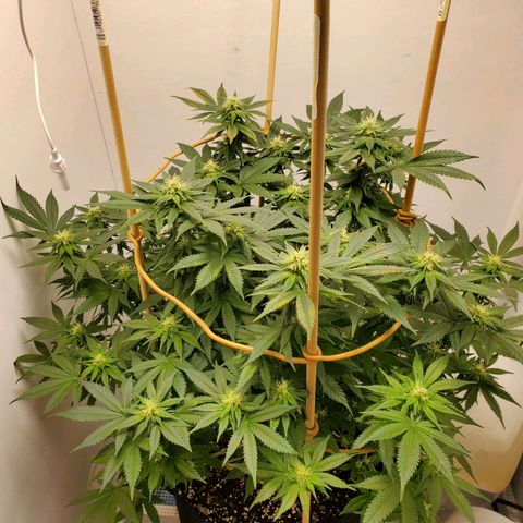 Rose growlog photo: 5:30 PM