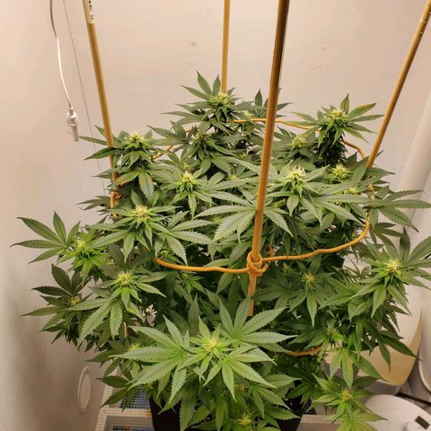 Rose growlog photo: 5:30 PM