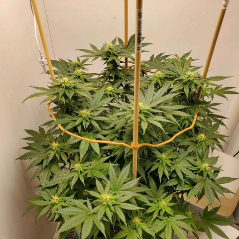 Rose growlog photo: 5:30 PM