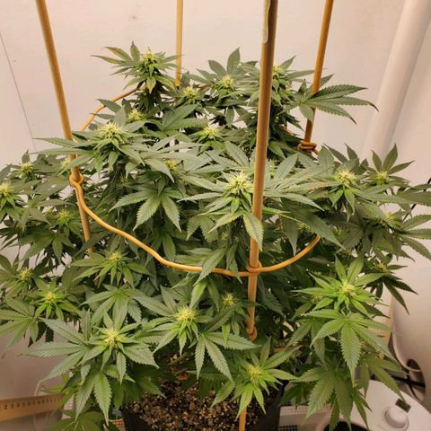 Rose growlog photo: 5:00PM