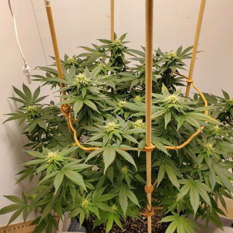 Rose growlog photo: 5:00PM