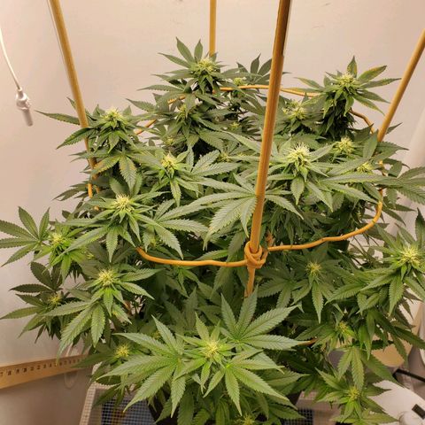 Rose growlog photo: 5:00PM