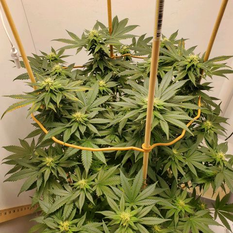 Rose growlog photo: 5:00PM