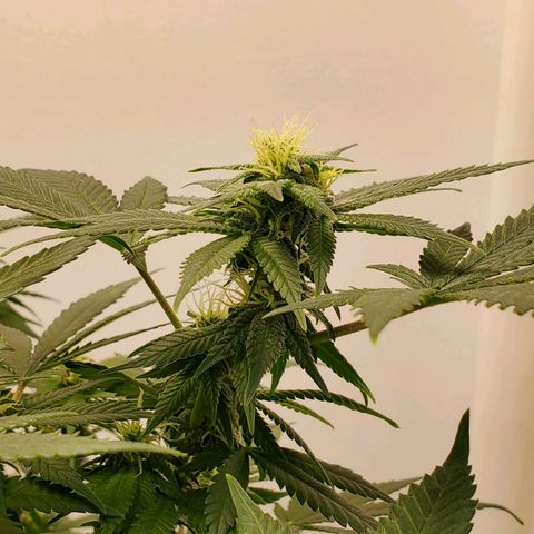 Rose growlog photo: 5:00 PM