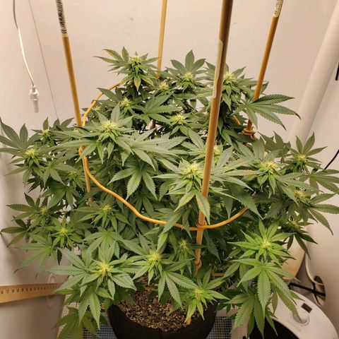 Rose growlog photo: 5:00 PM