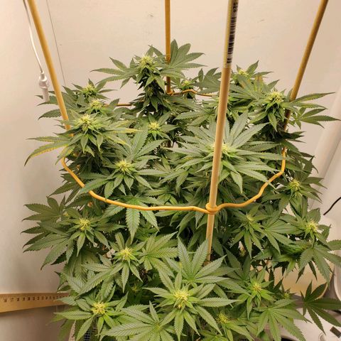 Rose growlog photo: 5:00 PM