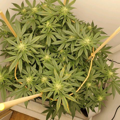 Rose growlog photo: 5:00 PM