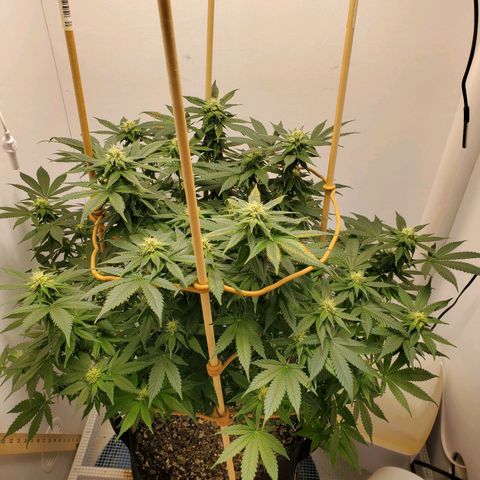 Rose growlog photo: 5:00 PM