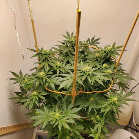 Rose growlog photo: 5:00 PM