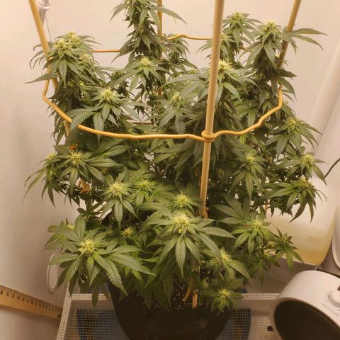 Rose growlog photo: Taken right after water, nutes and defoliation at 11:30 am