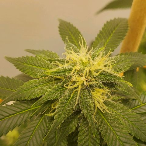 Rose growlog photo: Taken right after water, nutes and defoliation at 11:30 am
