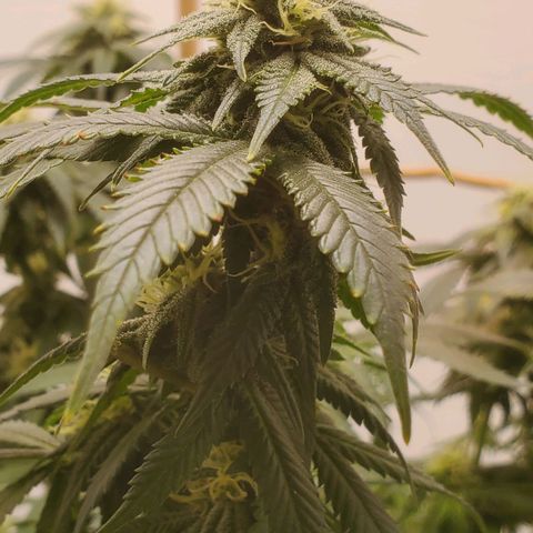 Rose growlog photo: Taken right after water, nutes and defoliation at 11:30 am