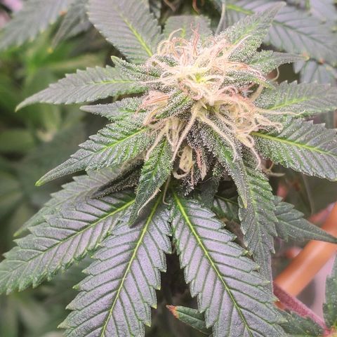 Rose growlog photo: Taken right after water, nutes and defoliation at 11:30 am