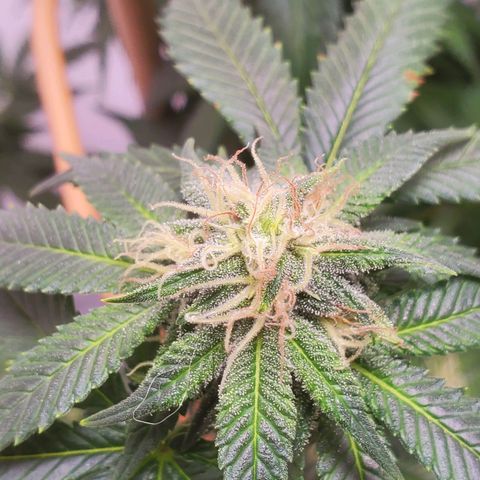 Rose growlog photo: Taken right after water, nutes and defoliation at 11:30 am