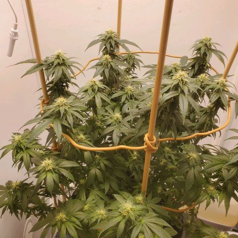 Rose growlog photo: Taken right after water, nutes and defoliation at 11:30 am