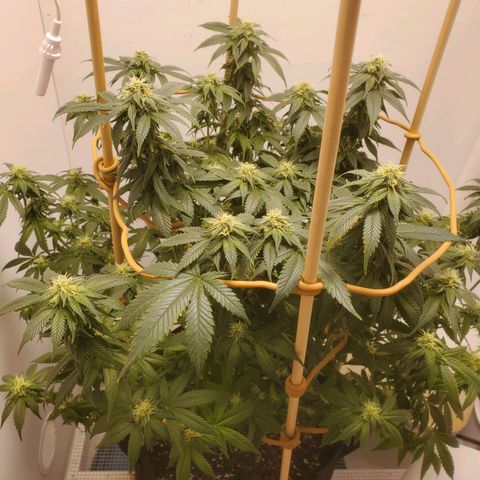Rose growlog photo: Taken right after water, nutes and defoliation at 11:30 am