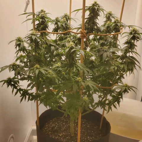 Rose growlog photo: Taken right after water, nutes and defoliation at 11:30 am