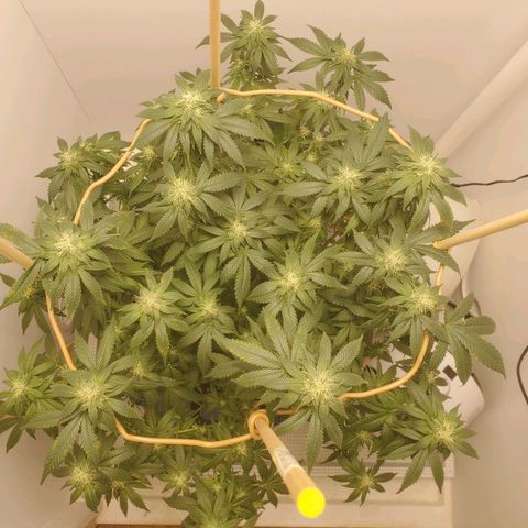 Rose growlog photo: Taken right after water, nutes and defoliation at 11:30 am